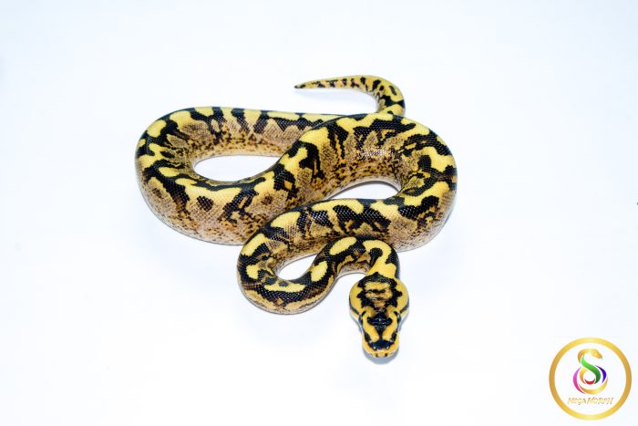 6725 1.0 SUPER ASPHALT GHI SPIDER ENCHI - Image 3