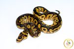 6726 0.1 ORANGE DREAM YELLOW BELLY CLOWN HET PIEBALD