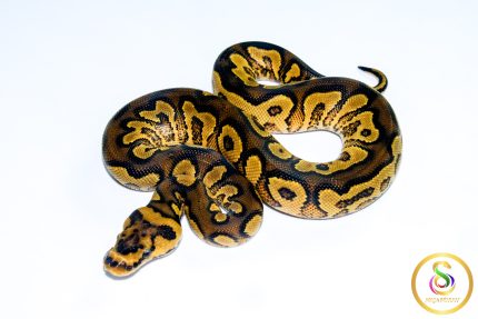6726 0.1 ORANGE DREAM YELLOW BELLY CLOWN HET PIEBALD