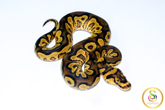 6726 0.1 ORANGE DREAM YELLOW BELLY CLOWN HET PIEBALD - Image 2