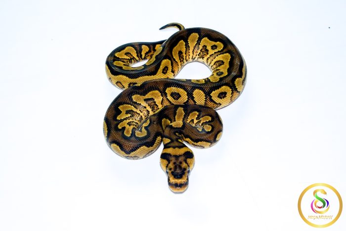 6726 0.1 ORANGE DREAM YELLOW BELLY CLOWN HET PIEBALD - Image 3