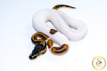 6727 1.0 LEOPARD PIEBALD HET CLOWN