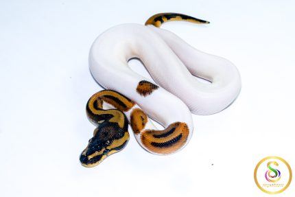 6727 1.0 LEOPARD PIEBALD HET CLOWN