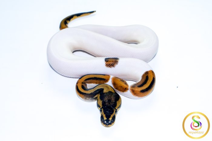 6727 1.0 LEOPARD PIEBALD HET CLOWN - Image 3