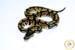 6728 1.0 ORANGE DREAM DOUBLE HET CLOWN PIEBALD
