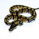 6728 1.0 ORANGE DREAM DOUBLE HET CLOWN PIEBALD