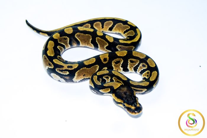 6728 1.0 ORANGE DREAM DOUBLE HET CLOWN PIEBALD - Image 2