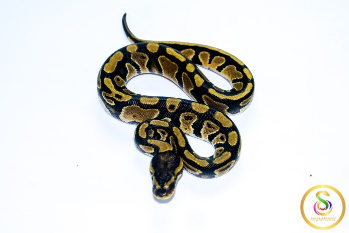 6728 1.0 ORANGE DREAM DOUBLE HET CLOWN PIEBALD - Image 3