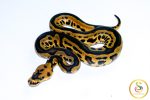 6729 1.0 LEOPARD YELLOW BELLY CLOWN HET PIEBALD