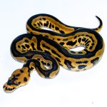 6729 1.0 LEOPARD YELLOW BELLY CLOWN HET PIEBALD