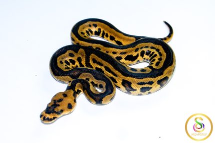 6729 1.0 LEOPARD YELLOW BELLY CLOWN HET PIEBALD