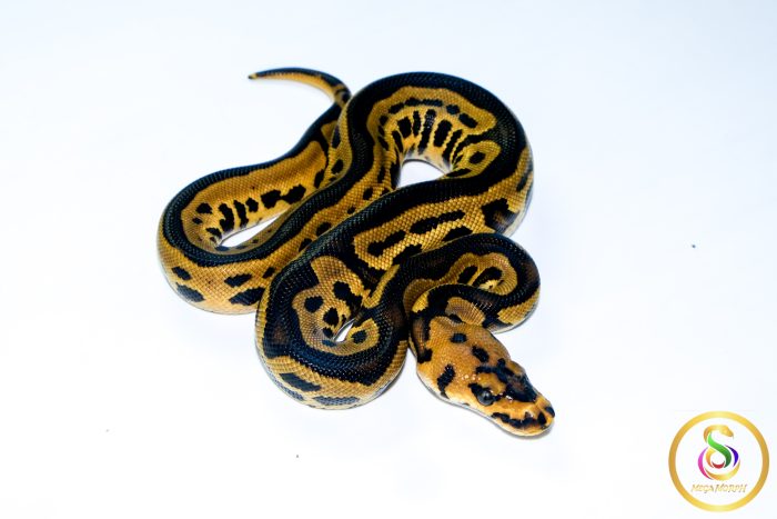 6729 1.0 LEOPARD YELLOW BELLY CLOWN HET PIEBALD - Image 2