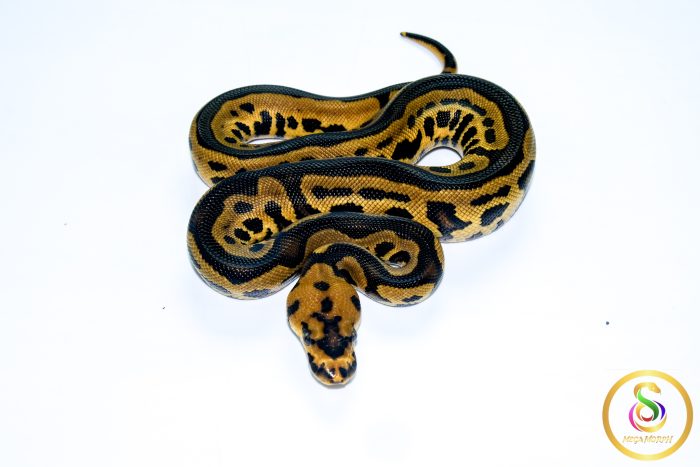 6729 1.0 LEOPARD YELLOW BELLY CLOWN HET PIEBALD - Image 3