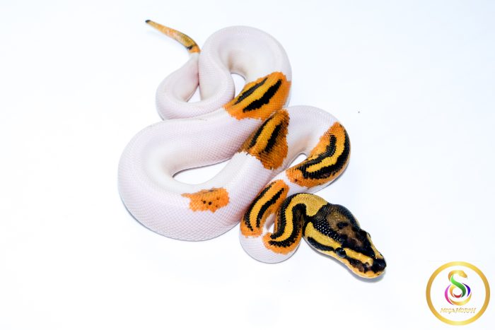 6730 1.0 ORANGE DREAM YELLOW BELLY PIEBALD HET CLOWN - Image 2