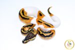 6731 1.0 ORANGE DREAM PIEBALD HET CLOWN