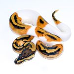 6731 1.0 ORANGE DREAM PIEBALD HET CLOWN