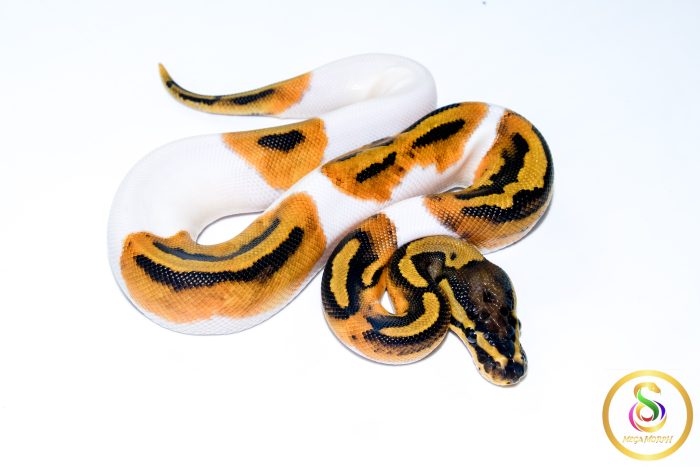 6731 1.0 ORANGE DREAM PIEBALD HET CLOWN - Image 2