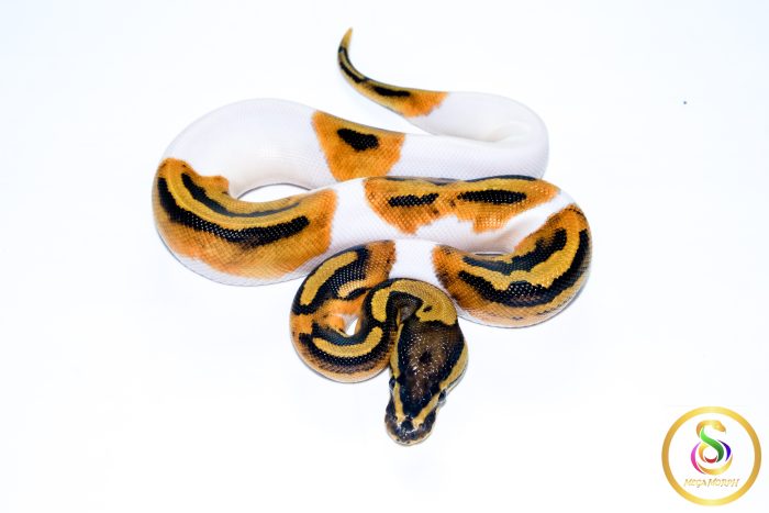 6731 1.0 ORANGE DREAM PIEBALD HET CLOWN - Image 3