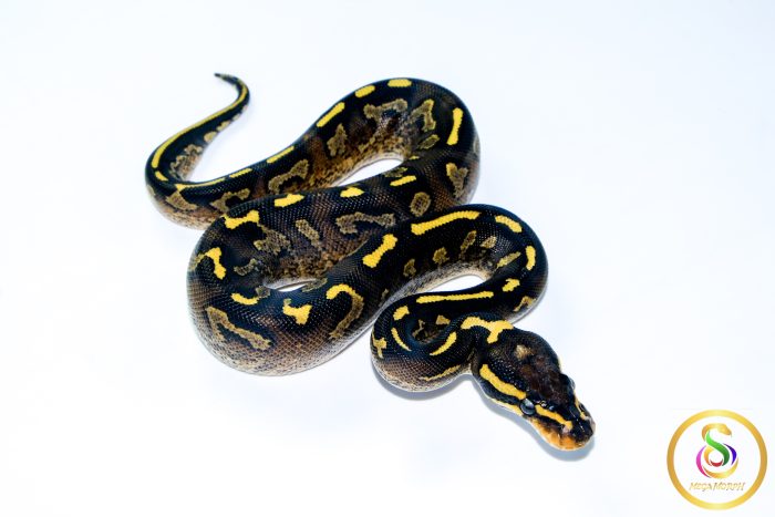 6732 0.1 SUPER ASPHALT - Image 2