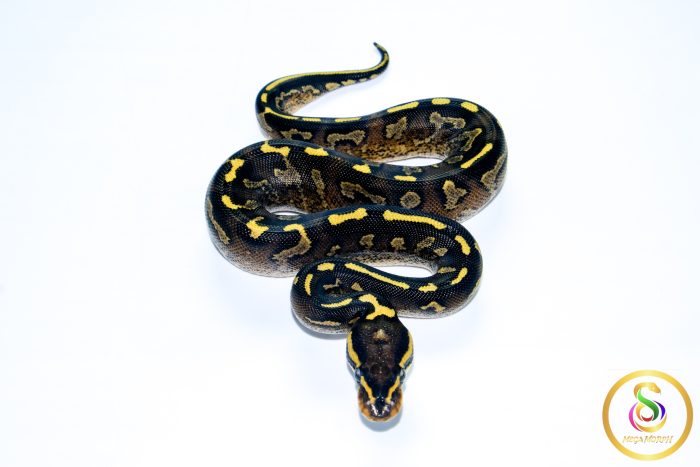 6732 0.1 SUPER ASPHALT - Image 3