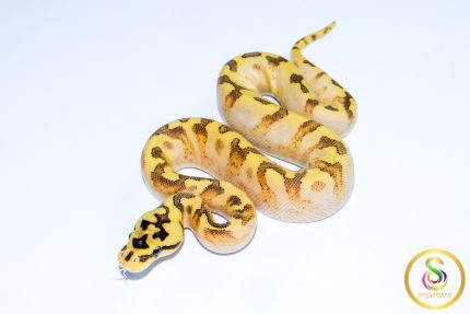 6734 0.1 SPIDER ENCHI FREEWAY
