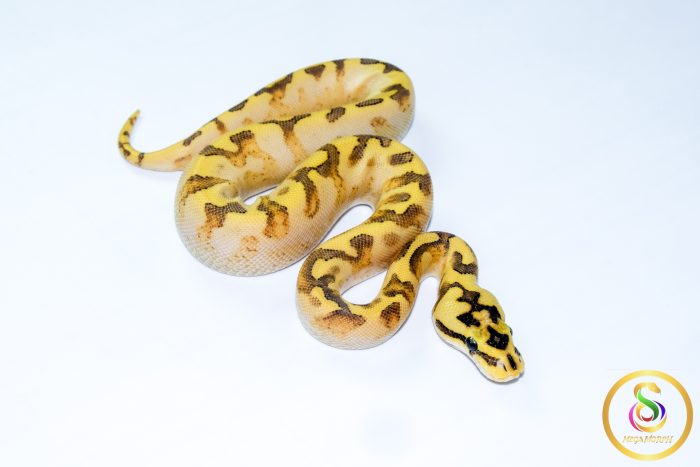 6734 0.1 SPIDER ENCHI FREEWAY - Image 2