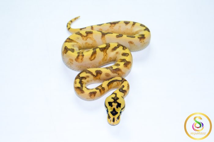 6734 0.1 SPIDER ENCHI FREEWAY - Image 3