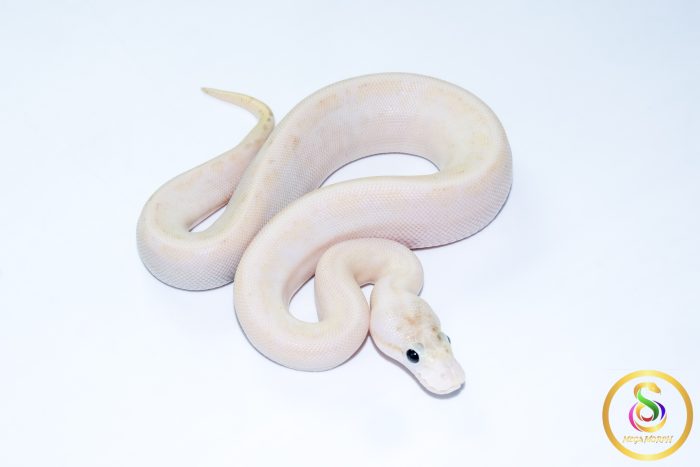 6735 0.1 IVORY SPIDER - Image 2