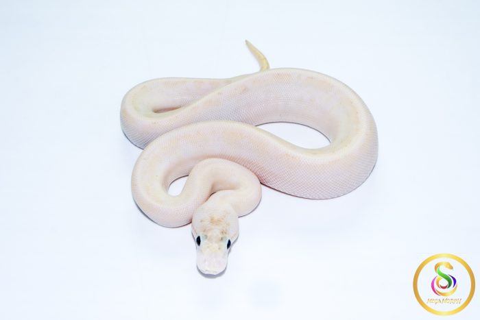 6735 0.1 IVORY SPIDER - Image 3