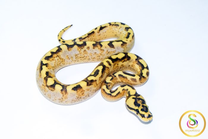 6736 1.0 SUPER ASPHALT SPIDER - Image 2