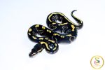 6737 0.1 LEOPARD BLACKHEAD GHI MOJAVE
