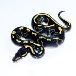 6737 0.1 LEOPARD BLACKHEAD GHI MOJAVE