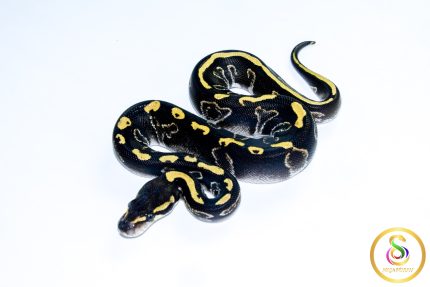 6737 0.1 LEOPARD BLACKHEAD GHI MOJAVE