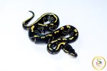 6737 0.1 LEOPARD BLACKHEAD GHI MOJAVE - Image 2