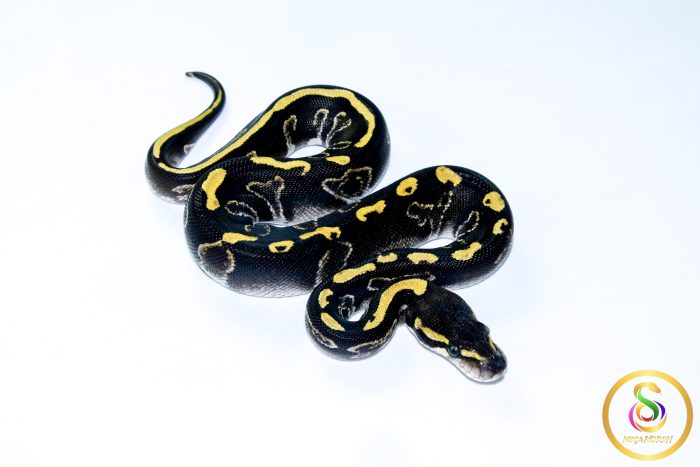6737-2 6737 0.1 LEOPARD BLACKHEAD GHI MOJAVE - Image 2