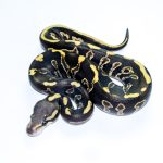 6738 0.1 LEOPARD GHI MOJAVE