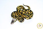 6739 0.1 LEOPARD PASTEL FIRE YELLOW BELLY