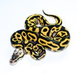 6739 0.1 LEOPARD PASTEL FIRE YELLOW BELLY