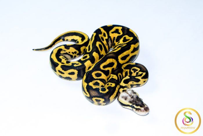 6739 0.1 LEOPARD PASTEL FIRE YELLOW BELLY - Image 2