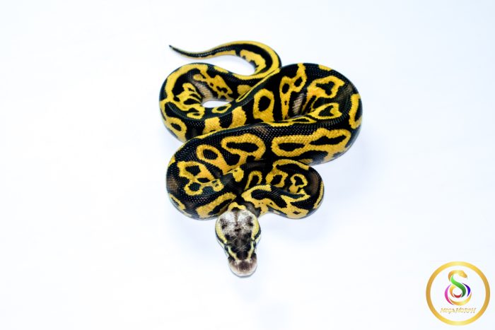 6739 0.1 LEOPARD PASTEL FIRE YELLOW BELLY - Image 3