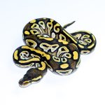 6740 0.1 MOJAVE YELLOW BELLY