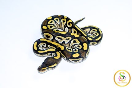 6740 0.1 MOJAVE YELLOW BELLY
