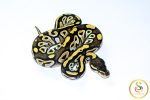 6740 0.1 MOJAVE YELLOW BELLY - Image 2