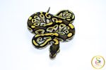 6740 0.1 MOJAVE YELLOW BELLY - Image 3