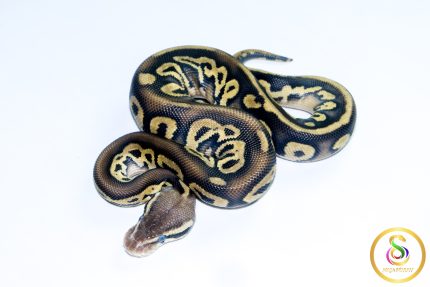 6741 1.0 BLACKHEAD LEOPARD PASTEL