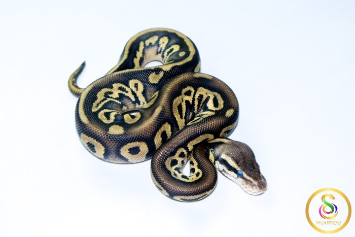 6741 1.0 BLACKHEAD LEOPARD PASTEL - Image 2