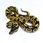 6742 1.0 YELLOW BELLY