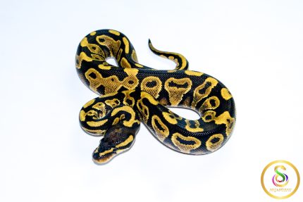 6742 1.0 YELLOW BELLY