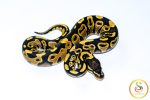 6742 1.0 YELLOW BELLY - Image 2