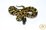 6742 1.0 YELLOW BELLY - Image 3